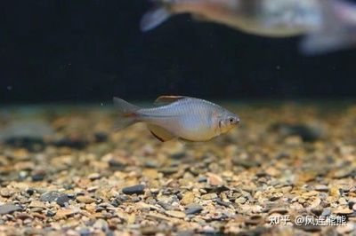 淡水魚缸適合在淡水魚缸中飼養(yǎng)的魚類和淡水魚缸的區(qū)別：淡水魚缸適合養(yǎng)什么樣的魚 魚缸百科 第1張