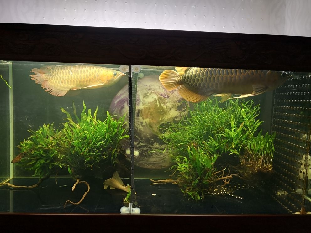 換水，大魚開口吃了幾粒飼料，小魚吃瘋了，大魚吃瘋了：大魚開口吃了幾粒飼料，小魚吃瘋了 觀賞魚論壇 第1張