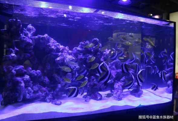 魚缸燈帶可以放入魚缸照明工具晝夜節(jié)律，魚缸照明工具需要注意：如何選擇合適的魚缸燈 魚缸百科 第1張