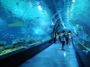 海陽市水族箱養(yǎng)護指南：海陽市水臺水臺水臺水族館成立于2016年12月13日