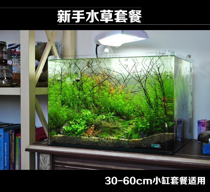 淡水魚(yú)缸養(yǎng)什么植物比較好