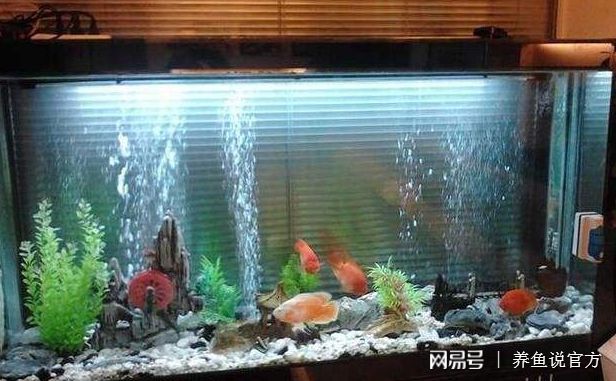 魚缸水質(zhì)管理的全面指南：養(yǎng)魚換水指南強(qiáng)調(diào)水質(zhì)理化指標(biāo)的重要性 魚缸百科 第1張