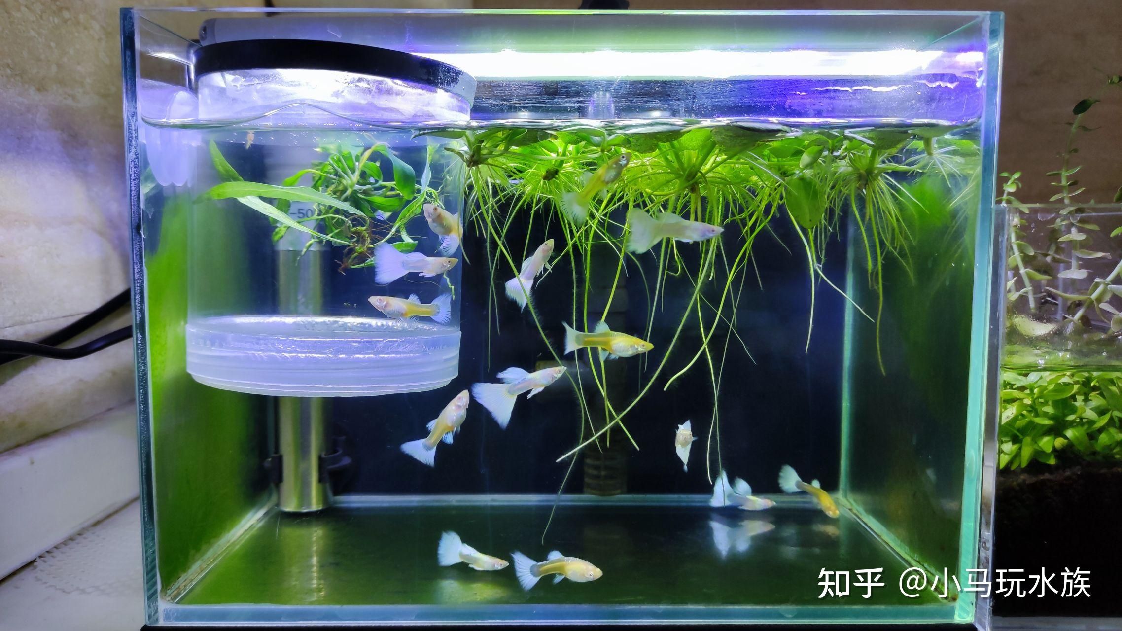 魚(yú)缸加熱棒費(fèi)電嗎：魚(yú)缸加熱棒的費(fèi)電量因多種因素而異 魚(yú)缸百科 第3張