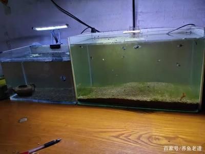 魚缸過濾系統(tǒng)選擇合適的魚缸和過濾器還需要掌握正確的養(yǎng)魚技巧：養(yǎng)魚技巧——養(yǎng)魚水質(zhì)管理的科學原理 魚缸百科 第1張