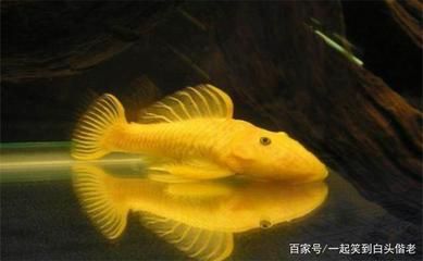 淡水魚缸能否養(yǎng)熱帶魚：淡水魚缸可以養(yǎng)熱帶魚嗎， 魚缸百科 第1張