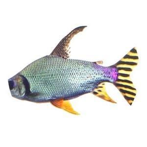 混養(yǎng)淡水魚(yú)的注意事項(xiàng)：淡水魚(yú)魚(yú)缸混養(yǎng)技術(shù) 魚(yú)缸百科 第2張