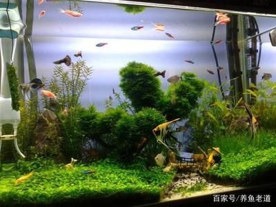 觀賞魚(yú)缸燈的使用是否需要24小時(shí)亮著：觀賞魚(yú)缸燈的使用 魚(yú)缸百科 第2張