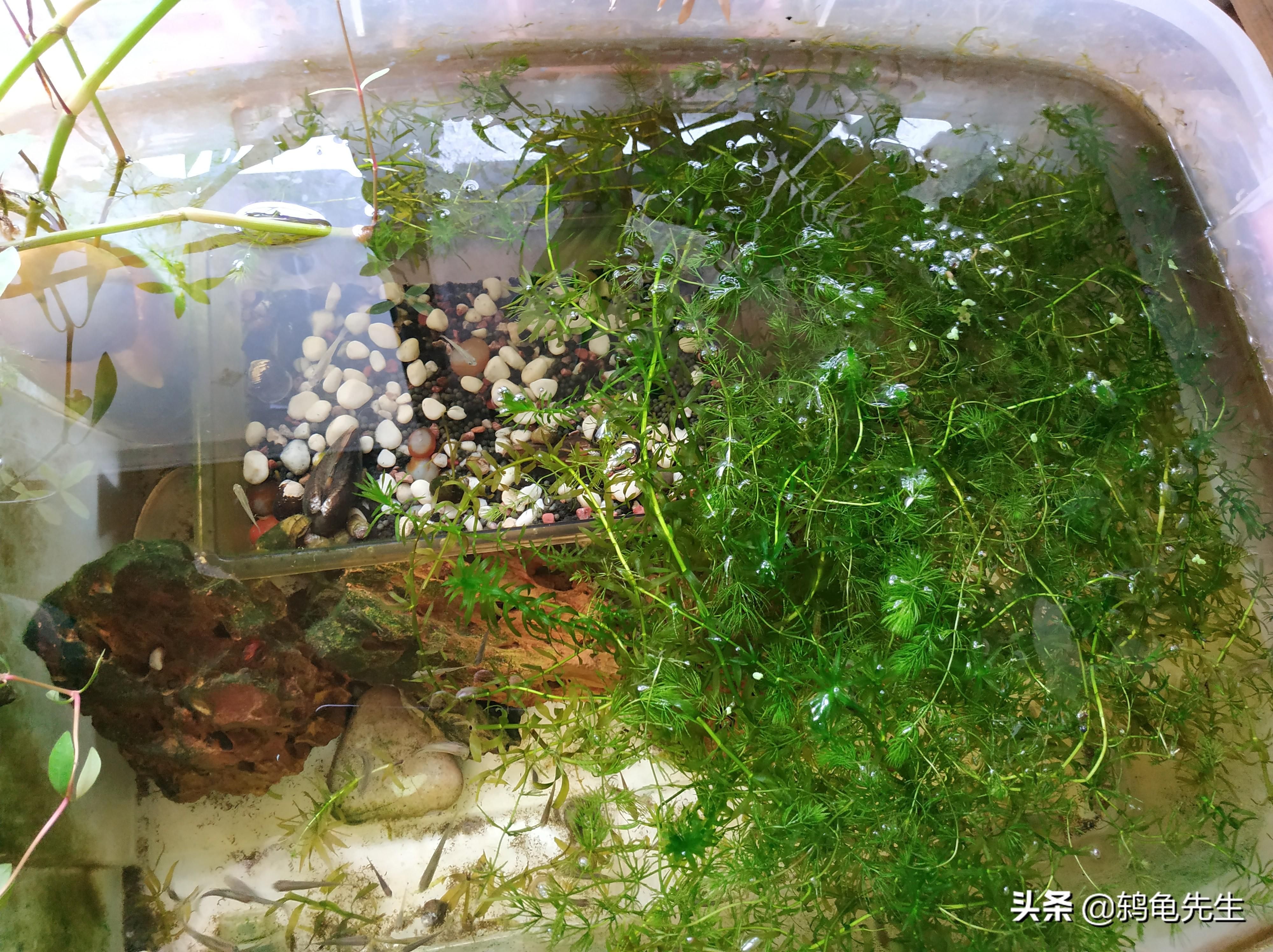 河蚌養(yǎng)在魚缸里導(dǎo)致魚缸水位下降的原因主要有以下幾個(gè)原因：河蚌養(yǎng)在魚缸里導(dǎo)致水位下降的原因 魚缸百科 第1張