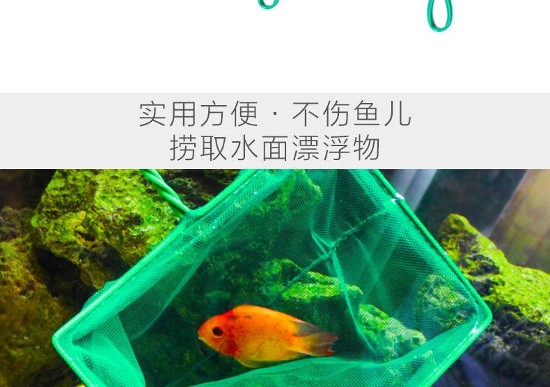 魚缸設(shè)計(jì)的藝術(shù)：關(guān)于魚缸里的魚的描寫句子有哪些？ 魚缸百科 第4張