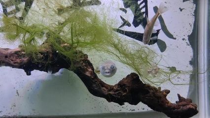 狗頭魚是一種觀賞魚，通常不建議將其作為石英球使用于魚缸中：熱帶魚的飼養(yǎng)秘籍 魚缸百科 第4張