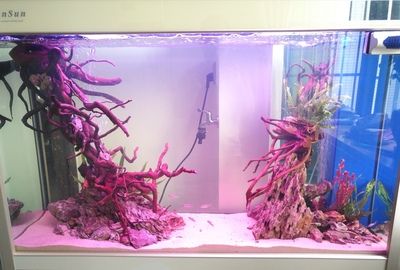 粉色魚缸造景效果圖粉色魚缸造景效果圖：粉色魚缸造景效果圖掌握這些技巧，讓你的魚缸在夜晚也能展現(xiàn)光彩 魚缸百科 第2張