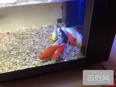 桓臺縣水族文化探秘桓臺縣水族文化探秘桓臺縣二手魚缸翻新技巧：桓臺二手魚缸市場 魚缸百科 第2張