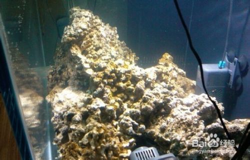 觀賞海水族魚缸的使用方法是非常重要的觀賞魚缸的使用方法：觀賞海水族魚缸使用方法 魚缸百科 第1張