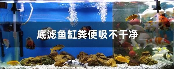 魚缸水質(zhì)管理的誤區(qū)與對(duì)策：底濾魚缸水質(zhì)管理的誤區(qū) 魚缸百科 第4張