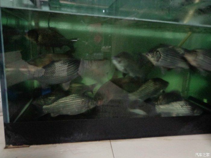 海寧龍魚魚缸價格、型號、廠家：海寧淡水魚缸多少錢怎么樣 魚缸百科 第1張