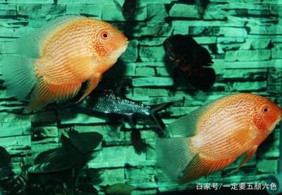 飛鳳魚繁殖技巧：關(guān)于飛鳳魚的繁殖技巧 魚缸百科 第4張