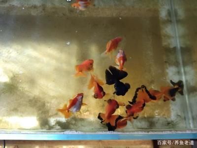 養(yǎng)魚是否選擇黑色的魚缸取決于個(gè)人喜好和養(yǎng)魚的種類：養(yǎng)魚是否選擇黑色的魚缸 魚缸百科 第3張