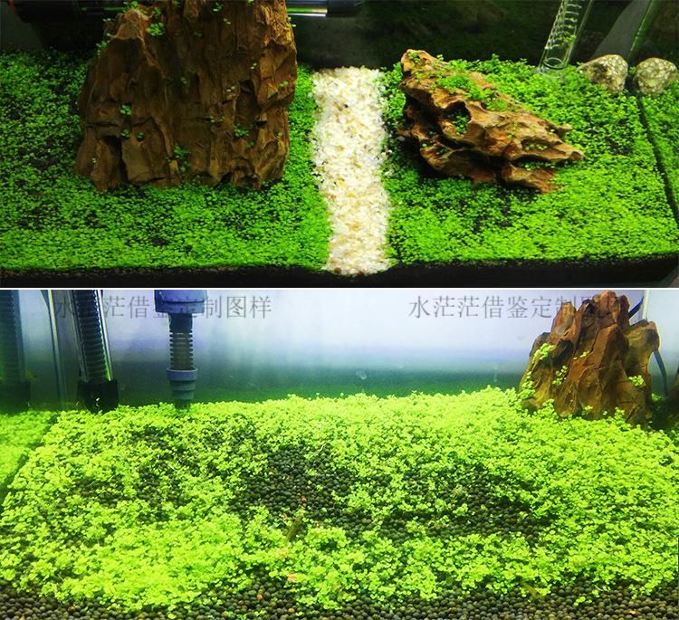 觀賞魚缸水草種子培育方法：培育觀賞魚缸水草種子需要經(jīng)過多個(gè)步驟培育成功 魚缸百科 第1張