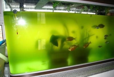 黑色的魚(yú)缸玻璃膠使用多少年可以使用多少年，魚(yú)缸玻璃膠使用壽命：環(huán)保型玻璃膠的使用壽命