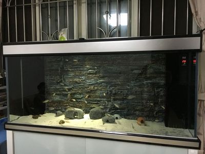 水族箱造景的藝術(shù)與技巧——底濾魚缸：底濾魚缸布景需要考慮到魚缸的深度、光照、光照、水質(zhì)等因素