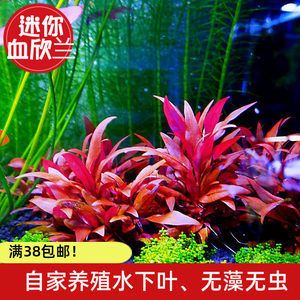 魚缸養(yǎng)殖水草的選擇：淡水魚缸中的水草適合淡水魚缸的水草是一種常見水草 魚缸百科 第1張