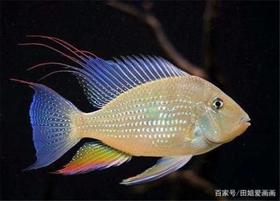 紅寶石魚飼養(yǎng)指南紅寶石魚飼養(yǎng)指南紅寶石魚飼養(yǎng)指南：紅寶石魚的飼養(yǎng)指南 魚缸百科 第1張