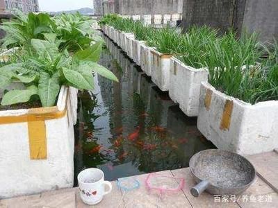 觀景小魚缸制作視頻教程：關(guān)于觀景小魚缸制作的視頻教程 魚缸百科 第4張