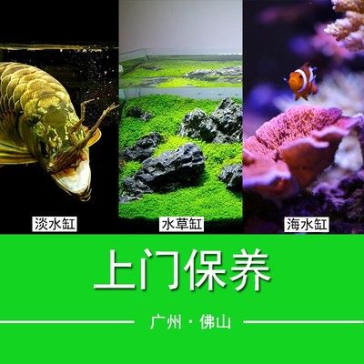 廣州魚缸清洗、造景公司：在廣州提供魚缸清洗、造景服務(wù)的公司 魚缸百科 第3張