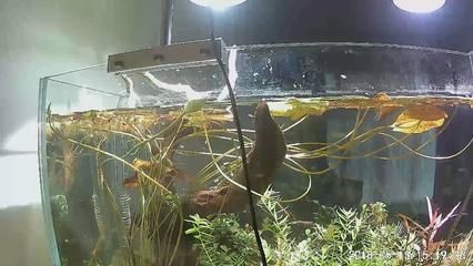 海爾芙拉魚缸的安裝視頻：海爾芙拉魚缸安裝教程 魚缸百科 第1張