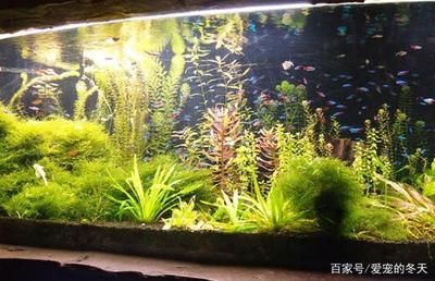 適合觀賞魚缸燈的燈具推薦，適合觀賞魚缸的燈具：如何選擇合適的魚缸燈