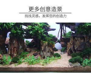 水草缸與普通魚缸的區(qū)別：如何選擇底濾魚缸造景 魚缸百科 第1張