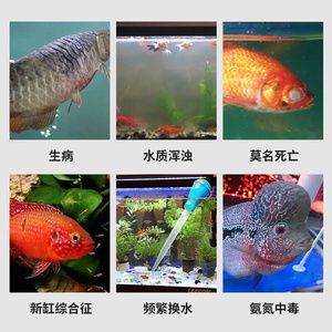 紅鯉魚在魚缸里亂竄怎么辦？：如何處理紅鯉魚在魚缸里亂竄 魚缸百科 第3張