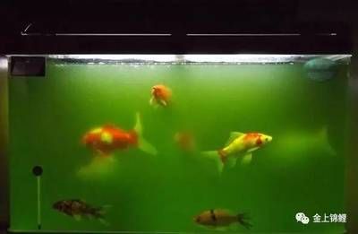 白酒對魚缸有何影響？：倒進魚缸里的魚是如何呼吸的，白酒對魚缸里的魚有何影響