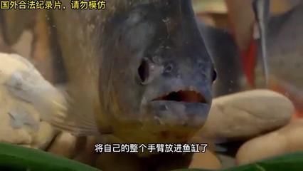 國(guó)外做魚(yú)缸的紀(jì)錄片 魚(yú)缸百科