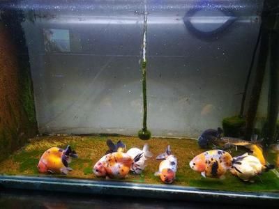 淡水魚飼養(yǎng)淡水魚的飼養(yǎng)淡水魚需要放多少鹽嗎：關(guān)于淡水魚放鹽的問題 魚缸百科 第2張