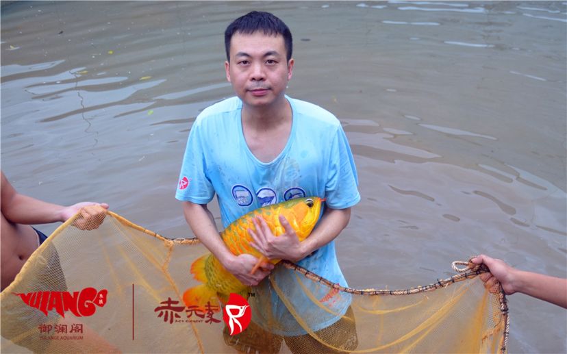 赤元素經(jīng)典紅龍幼魚調(diào)價(jià)通知：首先由于漁場(chǎng)對(duì)種魚群品質(zhì)的嚴(yán)格要求：2019年9月7日赤元素經(jīng)典紅龍幼魚調(diào)價(jià)通知 觀賞魚論壇 第1張