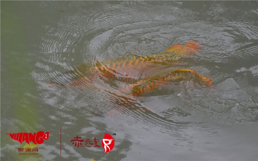 赤元素經(jīng)典紅龍幼魚調(diào)價(jià)通知：首先由于漁場(chǎng)對(duì)種魚群品質(zhì)的嚴(yán)格要求：2019年9月7日赤元素經(jīng)典紅龍幼魚調(diào)價(jià)通知 觀賞魚論壇 第3張