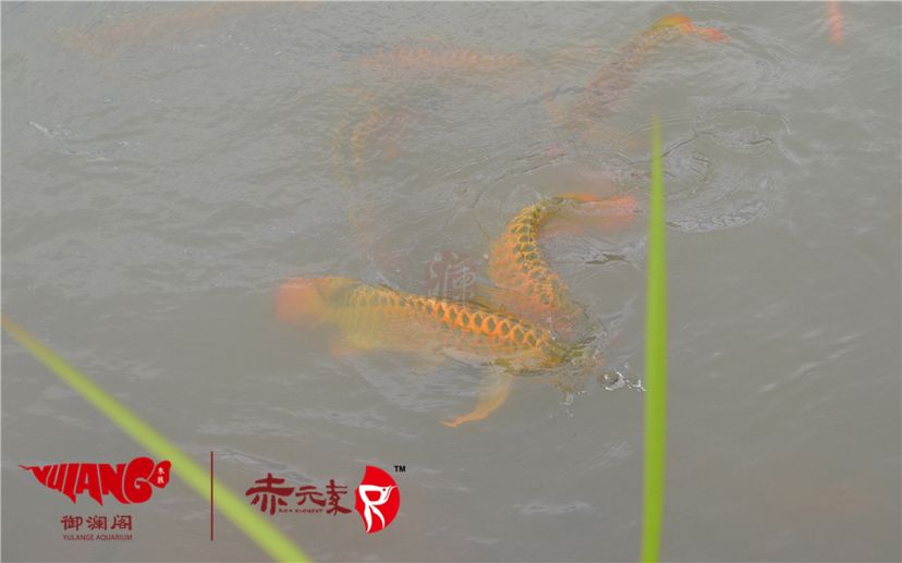 赤元素經(jīng)典紅龍幼魚調(diào)價(jià)通知：首先由于漁場(chǎng)對(duì)種魚群品質(zhì)的嚴(yán)格要求：2019年9月7日赤元素經(jīng)典紅龍幼魚調(diào)價(jià)通知 觀賞魚論壇 第6張