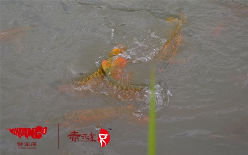 赤元素經(jīng)典紅龍幼魚調(diào)價(jià)通知：首先由于漁場(chǎng)對(duì)種魚群品質(zhì)的嚴(yán)格要求：2019年9月7日赤元素經(jīng)典紅龍幼魚調(diào)價(jià)通知 觀賞魚論壇 第5張