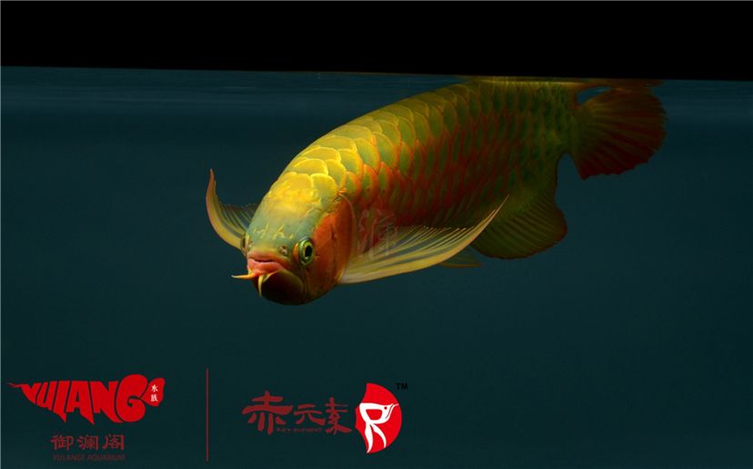 赤元素經(jīng)典紅龍幼魚調(diào)價(jià)通知：首先由于漁場(chǎng)對(duì)種魚群品質(zhì)的嚴(yán)格要求：2019年9月7日赤元素經(jīng)典紅龍幼魚調(diào)價(jià)通知 觀賞魚論壇 第7張