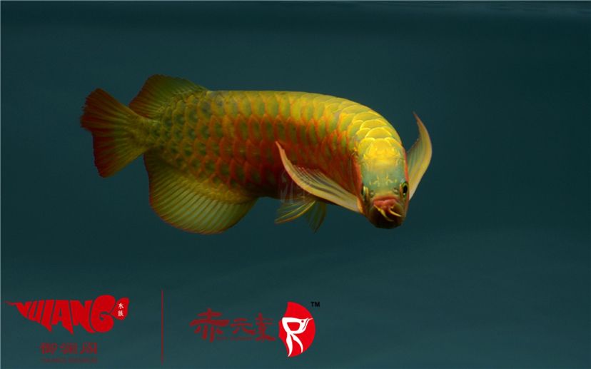 赤元素經(jīng)典紅龍幼魚調(diào)價(jià)通知：首先由于漁場(chǎng)對(duì)種魚群品質(zhì)的嚴(yán)格要求：2019年9月7日赤元素經(jīng)典紅龍幼魚調(diào)價(jià)通知 觀賞魚論壇 第8張