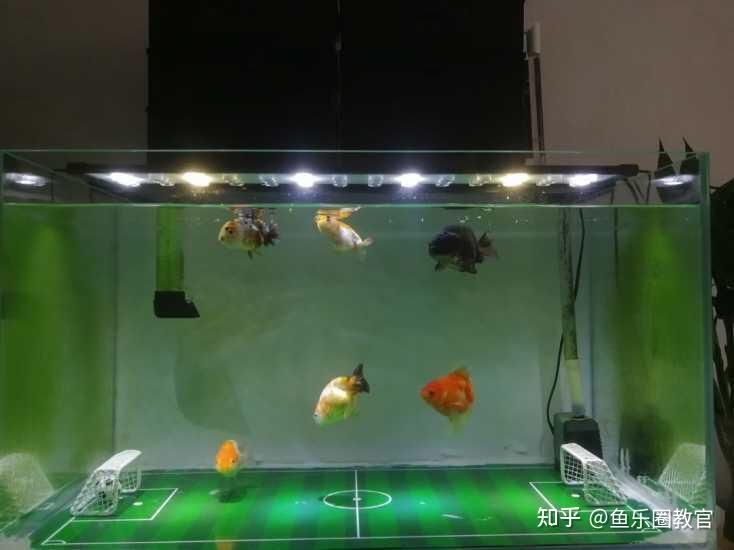 魚(yú)缸水渾濁是水質(zhì)出現(xiàn)惡化的征兆，魚(yú)缸水渾濁的征兆：魚(yú)缸水渾濁怎么辦