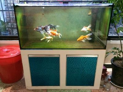 化州魚缸買賣地點(diǎn)介紹：化州水族店經(jīng)營策略經(jīng)營策略水族箱養(yǎng)護(hù)指南 魚缸百科 第1張