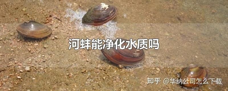 河蚌放魚缸里的凈水效果會導(dǎo)致水源污染：河蚌放魚缸里是否會導(dǎo)致水源污染 魚缸百科