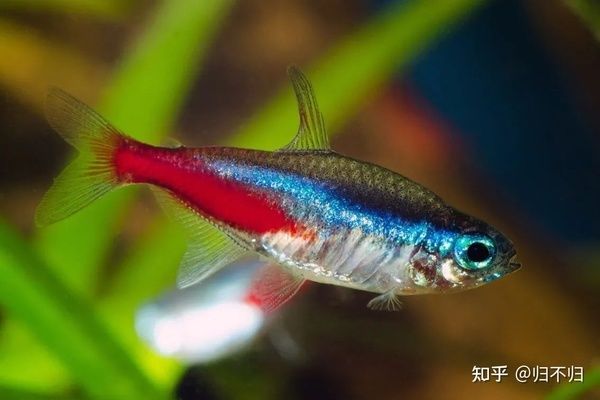 紅綠燈魚(yú)在魚(yú)缸底部不游動(dòng)可能有多種原因，掌握幾種可能：如何判斷紅綠燈魚(yú)在魚(yú)缸底部不游動(dòng) 魚(yú)缸百科