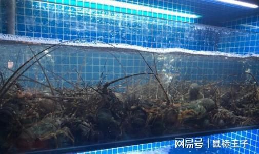 非凡魚缸的選購指南：非凡魚缸價格因型號和配置的不同而有所差異 魚缸百科 第3張