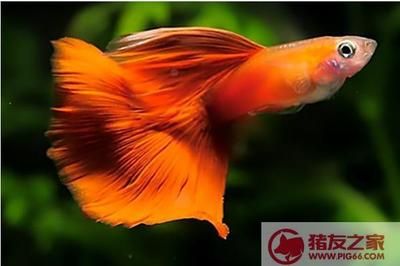 清道夫和鳳尾魚混養(yǎng)的利弊分析：鳳尾魚與清道夫混養(yǎng)的利弊分析 魚缸百科 第1張