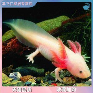 清道夫和鳳尾魚混養(yǎng)的利弊分析：鳳尾魚與清道夫混養(yǎng)的利弊分析 魚缸百科 第2張