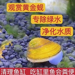 河蚌吃魚會(huì)導(dǎo)致魚的數(shù)量減少嗎？：河蚌不會(huì)吃魚，它們?cè)隰~缸中不會(huì)吃魚 魚缸百科 第2張