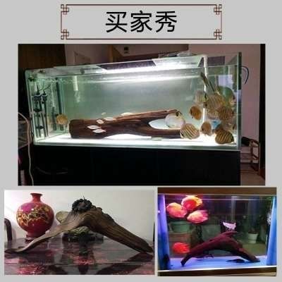 魚(yú)缸造景中放置的木頭通常被稱(chēng)為沉木來(lái)源于樹(shù)木枯死后埋在土里：如何挑選高品質(zhì)的魚(yú)缸沉木 魚(yú)缸百科 第3張